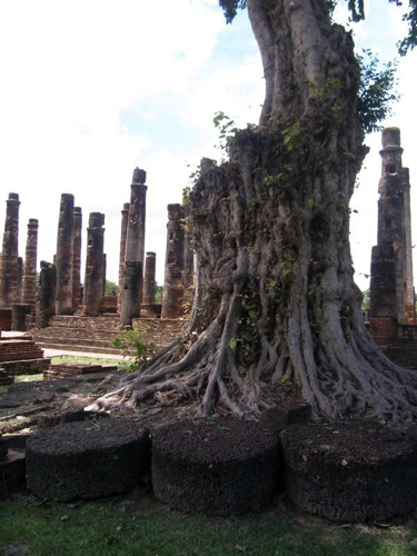 27 - Banyan Tree at Wat Mahathat, Sukhotai