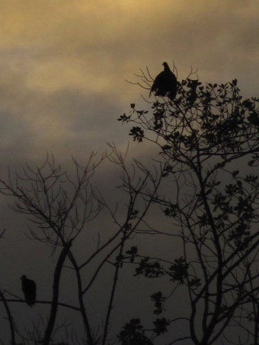 5 - Vultures at Sunset