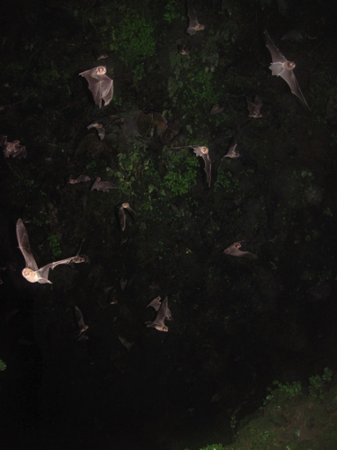 20 - Bats exiting Tamana caves