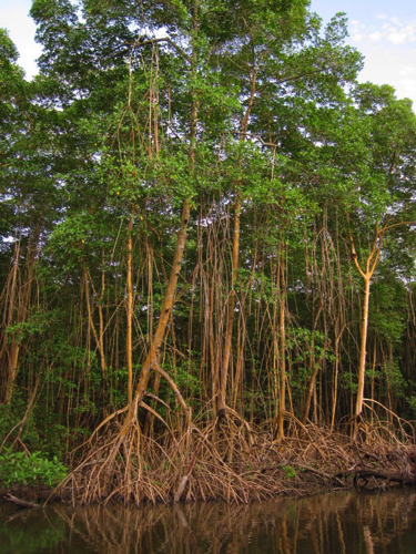 29 - Red Mangroves at Caroni Swamp