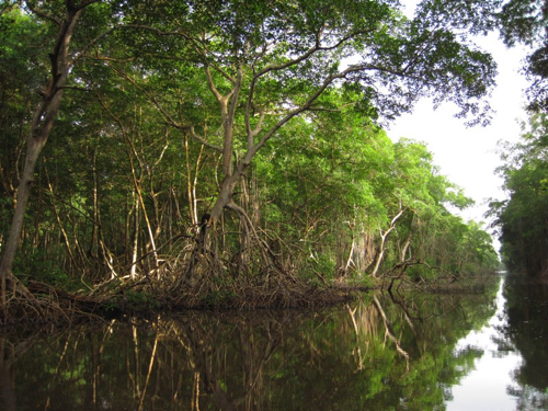 28 - Mangroves at Sunset, Caroni Swamp