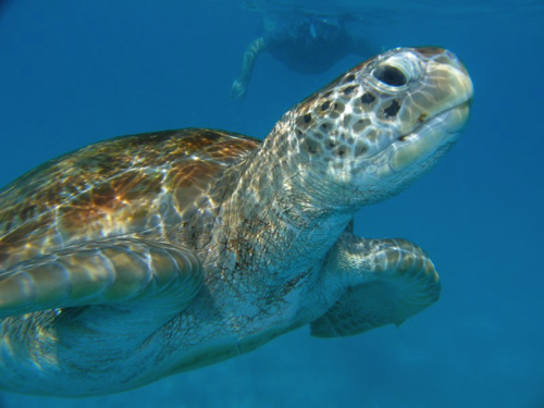 33 - Friendly Green Sea Turtle, Holetown Barbados