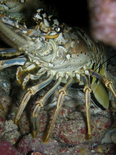 48 - Spiny Lobster