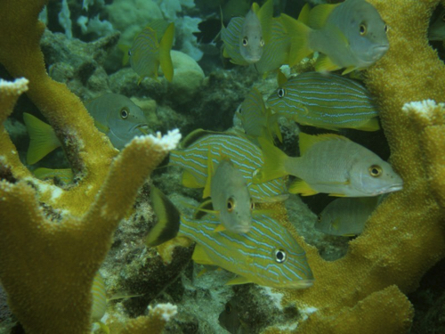 4 - Grunts, Snappers, and Staghorn Coral