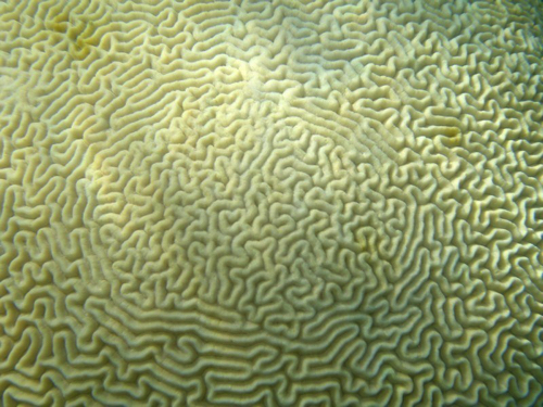 33 - Brain Coral
Diploria strigosa
