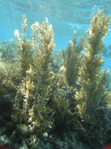 20 - Sargassum Algae