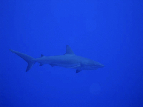 3 - Black-Tipped Reef Shark
