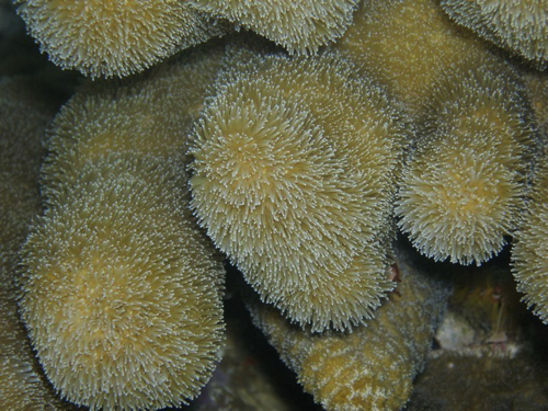 44 - Teddybear Coral