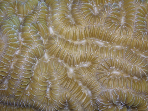 60 - Zipper coral
Meandrina meandrites