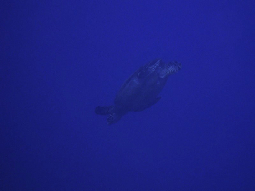 53 - Diving Sea Turtle