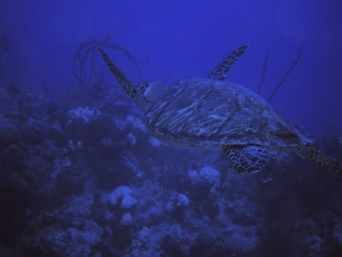 52 - Swimming Sea Turtle