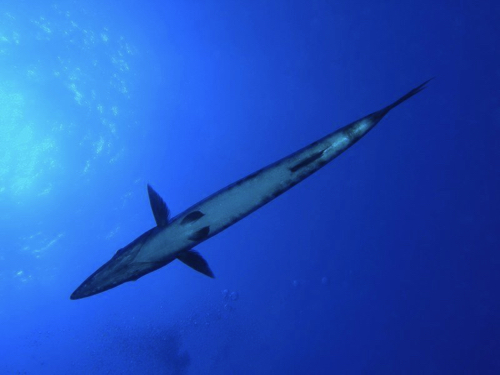 35 - Sphyraena barracuda